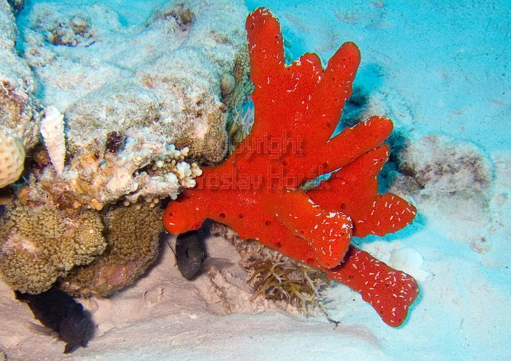DSCF8401 cerveny koral a rybky